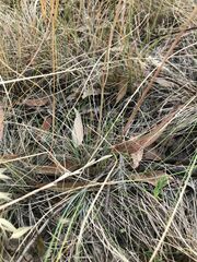 Rytidosperma setaceum