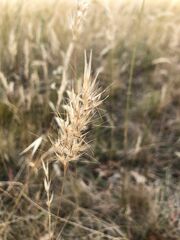 Rytidosperma setaceum