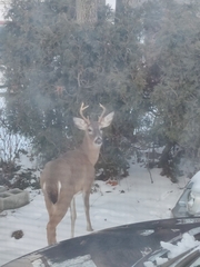 Odocoileus virginianus