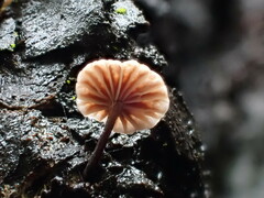 Micromphale arbuticola