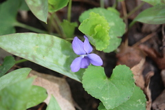Viola labradorica