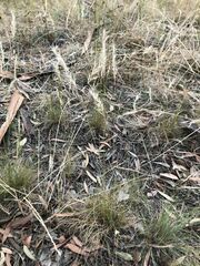 Rytidosperma setaceum