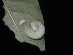 Trichiosoma triangulum