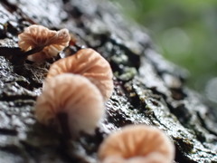 Micromphale arbuticola