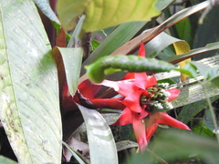 Guzmania conglomerata