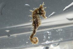 Hippocampus zosterae