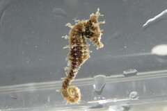 Hippocampus zosterae