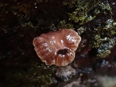 Micromphale arbuticola