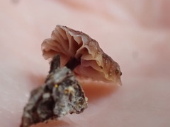 Micromphale arbuticola