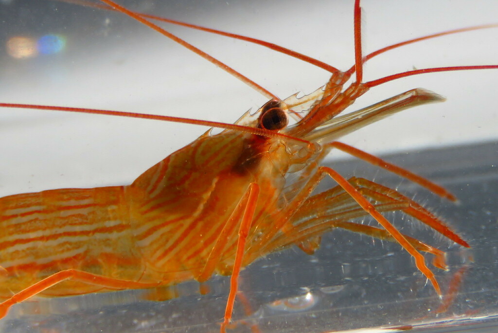 Lysmata boggessi