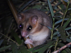 Dromiciops bozinovici