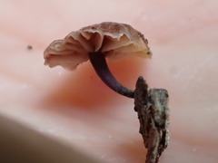 Micromphale arbuticola