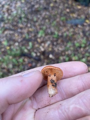 Lactarius rufulus
