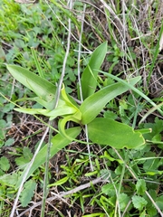 Fritillaria biflora