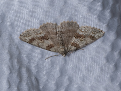 Ascotis fortunata