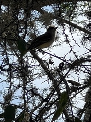 Myiarchus magnirostris