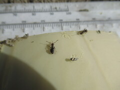 Formica integra