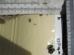 Formica integra