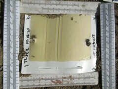 Formica integra