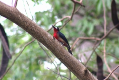 Melanerpes portoricensis