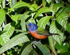 Passerina ciris ciris