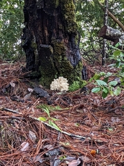 Hericium abietis