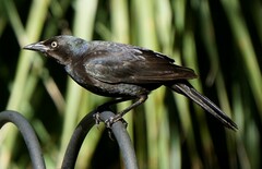 Quiscalus quiscula quiscula