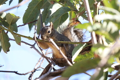 Sciurus alleni