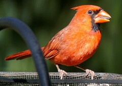 Cardinalis cardinalis cardinalis