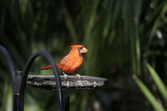 Cardinalis cardinalis cardinalis