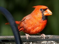 Cardinalis cardinalis cardinalis
