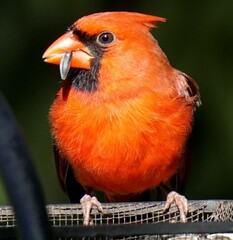 Cardinalis cardinalis cardinalis