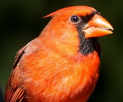 Cardinalis cardinalis cardinalis