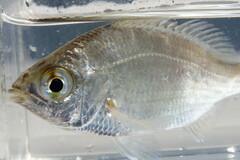 Eucinostomus gula