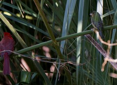 Passerina ciris ciris