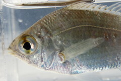 Eucinostomus gula