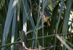 Passerina ciris ciris