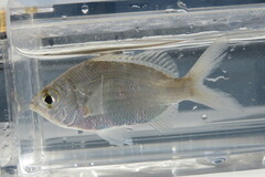 Eucinostomus gula