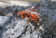 Tachypompilus