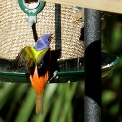 Passerina ciris ciris