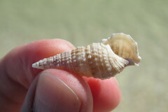 Cerithium atratum