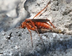 Tachypompilus
