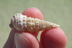 Cerithium atratum