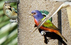 Passerina ciris ciris