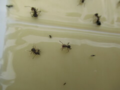 Formica integra
