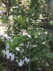 Ilex cassine