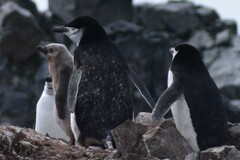 Pygoscelis antarcticus