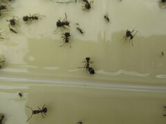 Formica integra