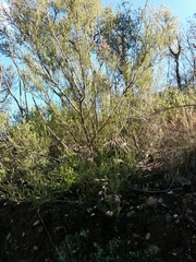 Erica australis