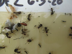 Formica integra